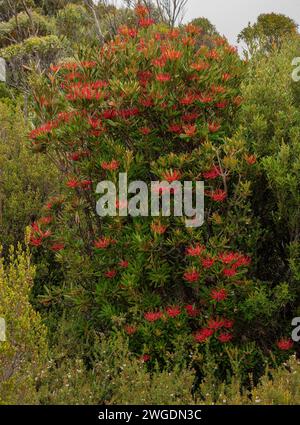 Tasmanie waratah, Telopea truncata, brousse en fleur sur Hartz Peak dans les hautes terres des montagnes Hartz, Tasmanie. Banque D'Images