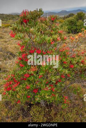 Tasmanie waratah, Telopea truncata, en fleur sur Hartz Peak dans les hautes terres des montagnes Hartz, Tasmanie. Banque D'Images