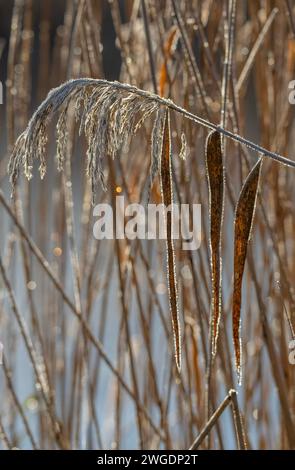 Roseaux communs, Phragmites communis, têtes de graines par un matin glacial, Somerset. Banque D'Images