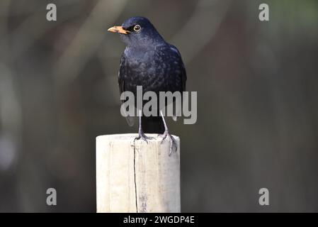 Gros plan d'un Blackbird mâle (Turdus merula) sur le dessus d'un poteau en bois, face à la caméra avec la tête en profil gauche, prise au Royaume-Uni en hiver Banque D'Images