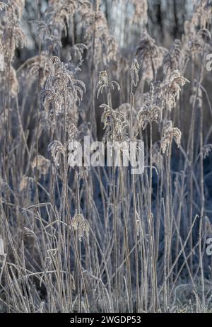 Roseaux communs, Phragmites communis, têtes de graines par un matin glacial, Somerset. Banque D'Images