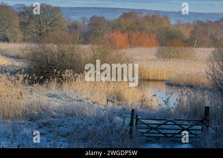 Matin givré avec des lits d'anse et de l'eau libre, à Ham Wall, réserve RSPB sur les niveaux Somerset, Banque D'Images