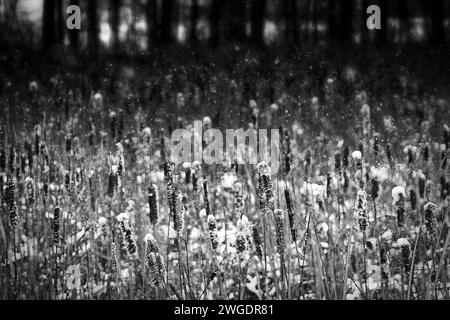 La neige tombe sur les queues dans une forêt de Kossuth près de Manitowoc, Wisconsin. Banque D'Images