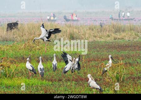 Sylhet, Bangladesh. 03 février 2024. 3 février 2024, Sylhet, Bangladesh : des oiseaux à coquilles escargots errent à Dibir Haor, cet oiseau d’eau a commencé à vivre en permanence dans les zones proches des canaux et des rivières du pays. Le 3 février 2024, Sylhet, Bangladesh. ((photo de MD Rafayat Haque Khan / Eyepix Group / Sipa USA) crédit : SIPA USA / Alamy Live News Banque D'Images