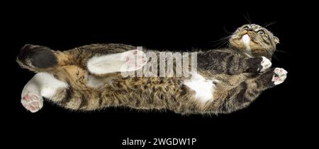 Un très long chat brun-noir voyage sur verre, vue de dessous. Photo panoramique. Banque D'Images