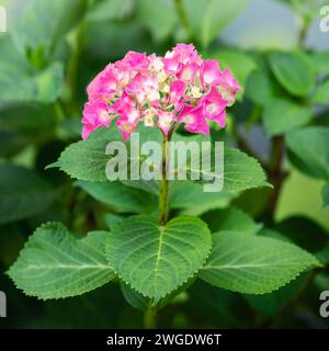 Photo carrée de rose (hortensia macrophylla) ou hortensia floraison estivale. Banque D'Images