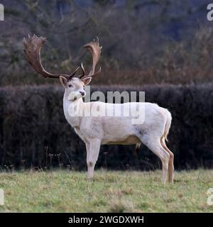 Cerf en jachère mâle (cerf) Banque D'Images