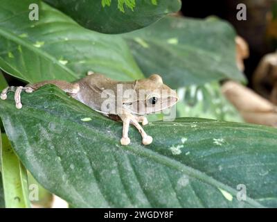 Grenouille arboricole commune, grenouille arboricole à quatre lignes, grenouille arboricole dorée, Weißbart-Ruderfrosch, Polypedates leucomystax, levelibéka, Thaïlande, Asie Banque D'Images