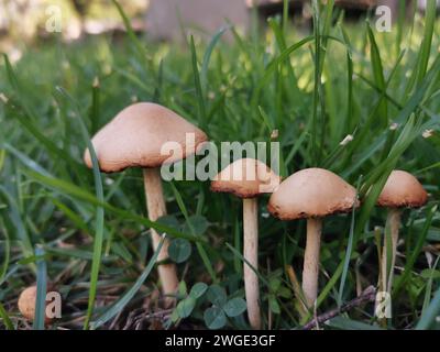 Quelques champignons debout dans l'herbe à côté des arbres Banque D'Images