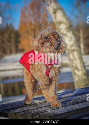 Un jeune chien Cavapoo jouant dans la neige avec une couverture rouge à Ludvika City, en Suède Banque D'Images