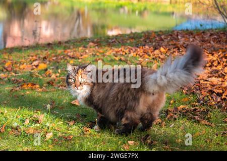 Un curieux chat gris-brun moelleux avec sa queue vers le haut se tient sur une pelouse verte d'automne devant des feuilles brunes tombées et regarde l'appareil photo Banque D'Images