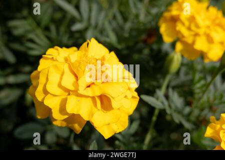 Les Tagetes erecta jaunes (souci mexicain aztèque) fleurissent dans le jardin Banque D'Images