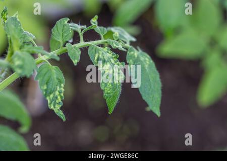 feuilles de tomate malades de près Banque D'Images