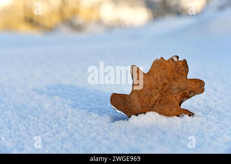 Feuille solitaire dans la neige profonde Banque D'Images