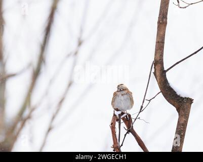 Moineau à gorge blanche perché au sommet d'une petite branche d'arbre Banque D'Images