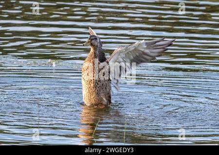 Canard colvert femelle (Anas platyrhynchos) débarquant sur un lac à Pinetop, Arizona. Ailes déployées. Banque D'Images