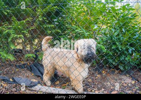 Race de chien irlandais Soft Coated Wheaten Terrier gardant sa maison en automne Banque D'Images