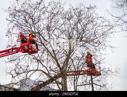 -Février- 1- 2024- Paris France -champs-Élysées-les ouvriers travaillent dans les arbres hauts avec des grues pour enlever les décorations de Noël Banque D'Images