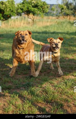 Deux chiens ravis bousculant dans la chaleur d'un Golden Hour Glow Banque D'Images