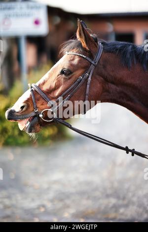 Portraits de tête de cheval, il est enflammé et montrant ses dents, photo de côté avec bride et rênes. Image couleur au format portrait. Banque D'Images