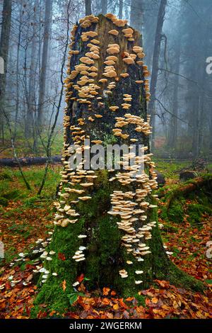 Énorme colonie de champignons parasites blancs poussant sur l'écorce des arbres Banque D'Images