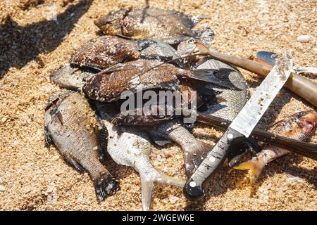 Soleil brille à des poissons de mer fraîchement pêchés à la plage, couteau près pour les nettoyer - prêt pour griller, vue en gros plan d'en haut Banque D'Images