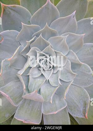 Gros plan sur un Chalk LiveForever (Dudleya pulverulenta) succulent Banque D'Images