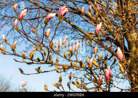 Soucoupe Magnolia Buds Ready to Bloom, Hamilton, Ontario, Canada Banque D'Images