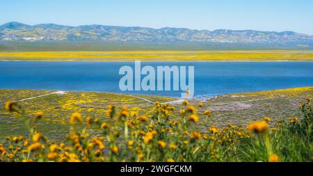 Fleurs sauvages super fleur dans Carrizo Plain National Monument, Californie Banque D'Images