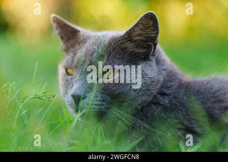 Chat gris allongé sur l'herbe au coucher du soleil. Gros plan d'un beau chat, fond vert clair doux Banque D'Images