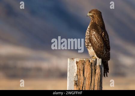 Hawk, été lac de faune, de l'Oregon Outback Scenic Byway, Oregon Banque D'Images