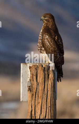 Hawk, été lac de faune, de l'Oregon Outback Scenic Byway, Oregon Banque D'Images