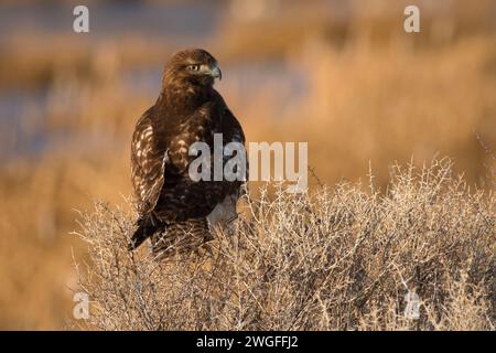 Hawk, été lac de faune, de l'Oregon Outback Scenic Byway, Oregon Banque D'Images