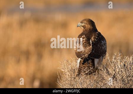 Hawk, été lac de faune, de l'Oregon Outback Scenic Byway, Oregon Banque D'Images