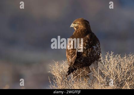 Hawk, été lac de faune, de l'Oregon Outback Scenic Byway, Oregon Banque D'Images