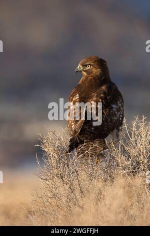 Hawk, été lac de faune, de l'Oregon Outback Scenic Byway, Oregon Banque D'Images