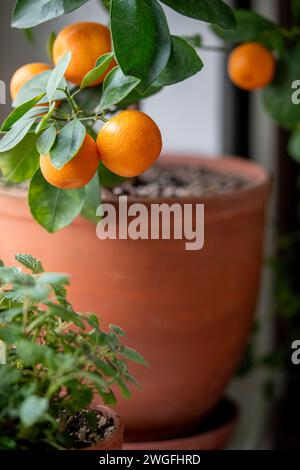 Petit oranger avec des fruits dans un pot en terre cuite sur le rebord de la fenêtre à la maison. Plante d'agrumes de Calamondin. Banque D'Images