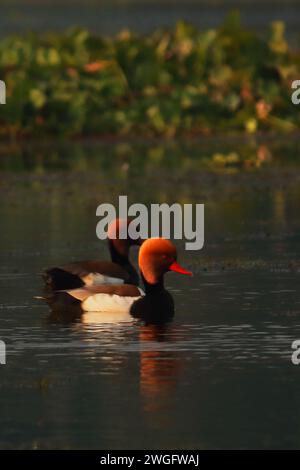 beau pochard à crête rouge d'oiseau migrateur (netta rufina) nageant dans le lac chupi ou chupir omble, sanctuaire d'oiseaux purbasthali, bengale occidental en inde Banque D'Images