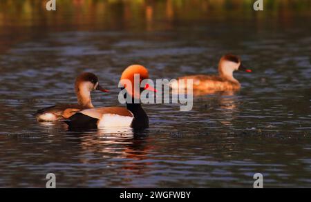 beau pochard à crête rouge d'oiseau migrateur (netta rufina) nageant dans le lac chupi ou chupir omble, sanctuaire d'oiseaux purbasthali, bengale occidental en inde Banque D'Images