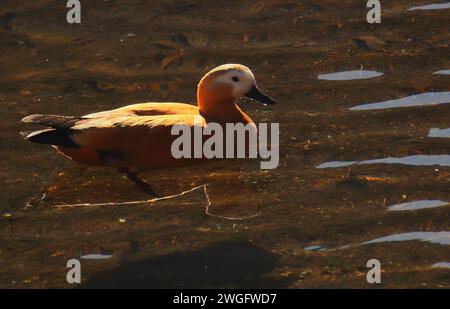 magnifique oiseau migrateur brouillé ou canard brahminy (tadorna ferruginea) nageant dans le lac chupi ou chupir omble, sanctuaire d'oiseaux purbasthali, inde Banque D'Images