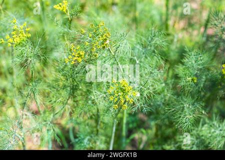 L'aneth vert fleurit dans un lit de jardin en arrière-plan dans un potager, mise au point sélective. Banque D'Images