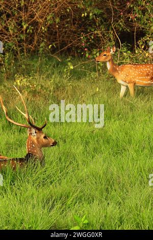 Un mâle Chita ou cheetal, également connu sous le nom de cerf tacheté (axe de l'axe) dans une prairie, parc national de Bandipur au karnataka, dans le sud de l'inde Banque D'Images