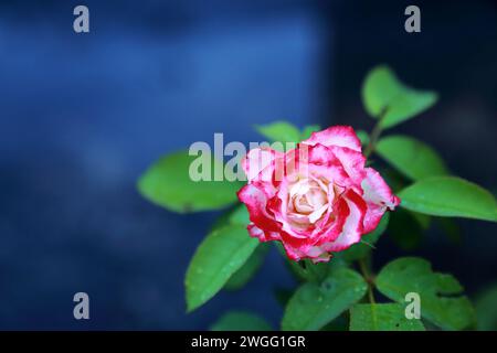 une rose rose rose fraîche sur fond bleu Banque D'Images