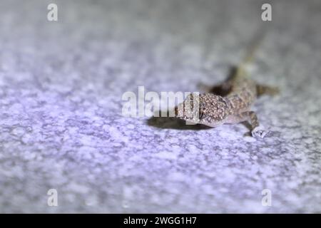 Afrikanischer Hausgecko / maison tropicale de Moreau gecko ou maison afro-américaine gecko / Hemidactylus mabouia Banque D'Images