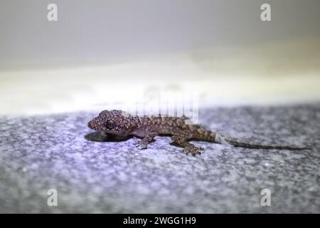 Afrikanischer Hausgecko / maison tropicale de Moreau gecko ou maison afro-américaine gecko / Hemidactylus mabouia Banque D'Images