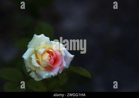 un dégradé de couleur sur la beauté de la rose après la pluie Banque D'Images