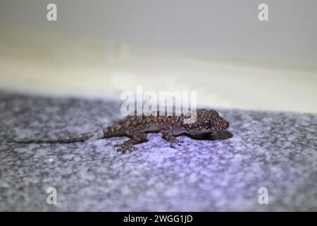 Afrikanischer Hausgecko / maison tropicale de Moreau gecko ou maison afro-américaine gecko / Hemidactylus mabouia Banque D'Images