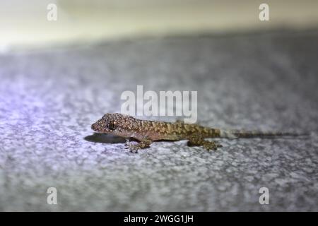 Afrikanischer Hausgecko / maison tropicale de Moreau gecko ou maison afro-américaine gecko / Hemidactylus mabouia Banque D'Images