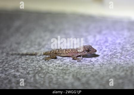 Afrikanischer Hausgecko / maison tropicale de Moreau gecko ou maison afro-américaine gecko / Hemidactylus mabouia Banque D'Images