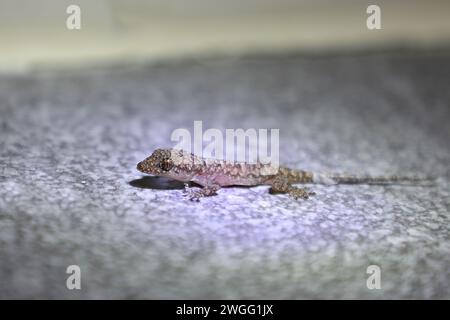 Afrikanischer Hausgecko / maison tropicale de Moreau gecko ou maison afro-américaine gecko / Hemidactylus mabouia Banque D'Images